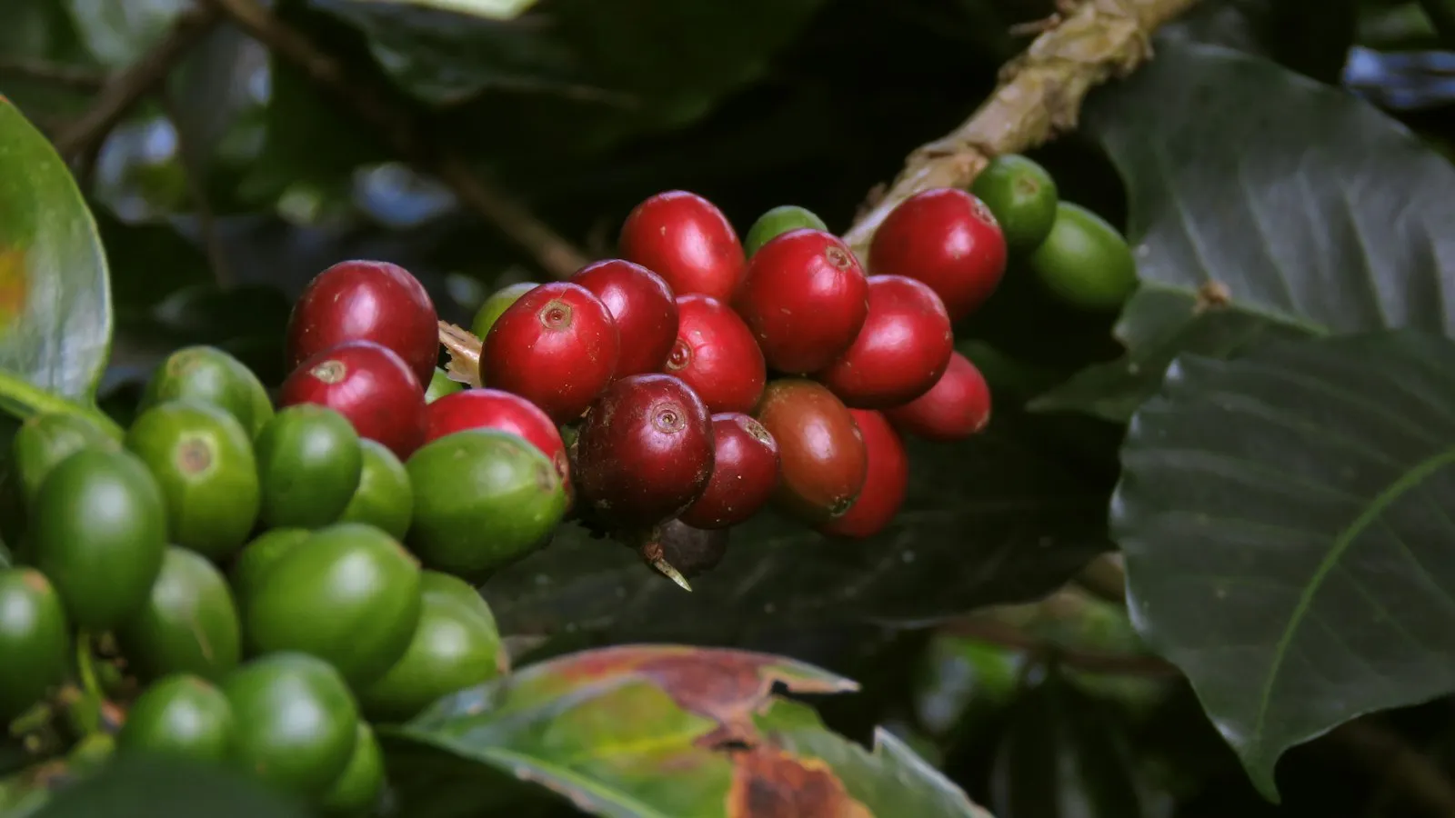 Granos de café maduros en una planta de una finca del Eje Cafetero